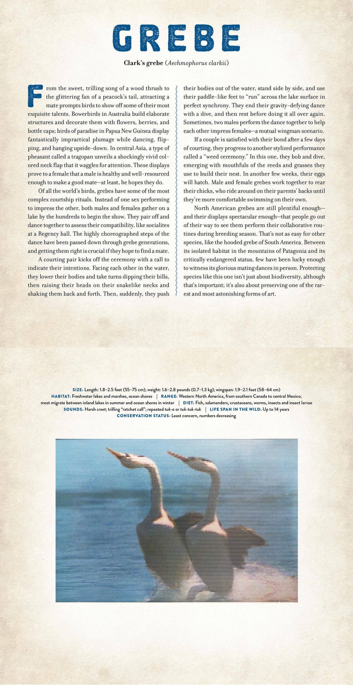 BIRDS: A PHOTICULAR BOOK