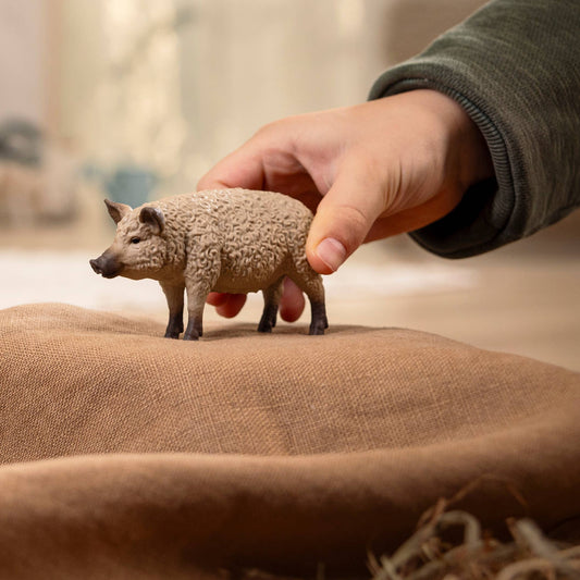 MANGALICA PIG