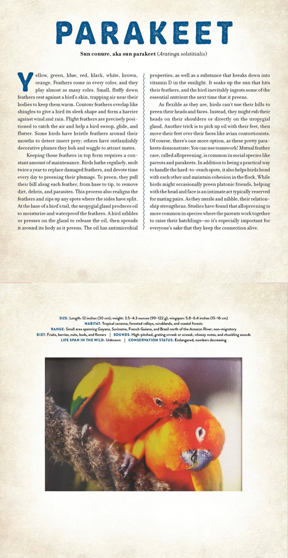 BIRDS: A PHOTICULAR BOOK