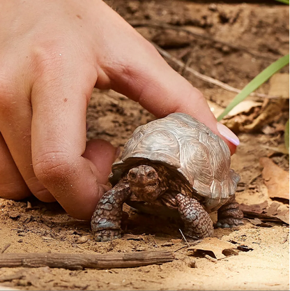 SCHLEICH GIANT TORTOISE