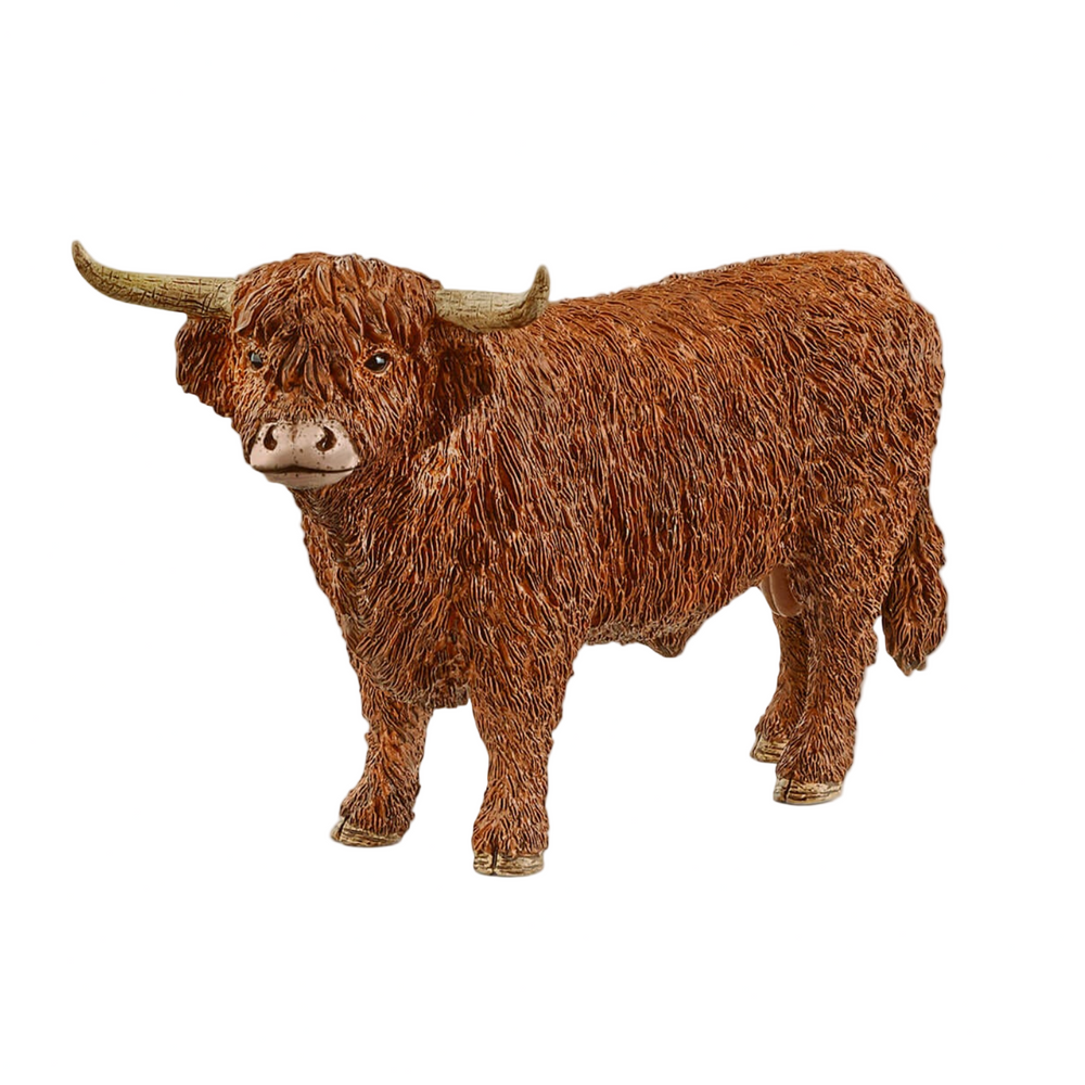 HIGHLAND BULL COW