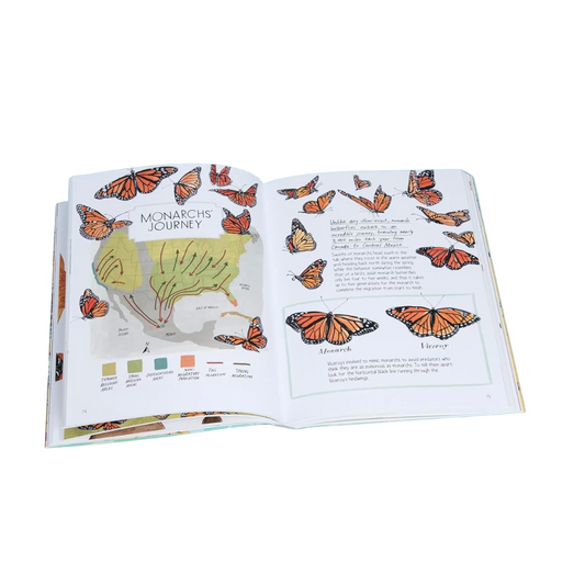 INSECT ANATOMY