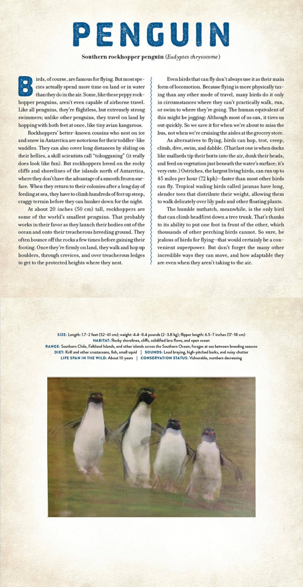 BIRDS: A PHOTICULAR BOOK